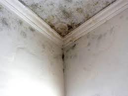 Why You Should Choose Our Mold Remediation Services in Biddeford, ME